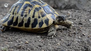 РИОСВ - Хасково и Полицията спасиха от плен 8 сухоземни костенурки