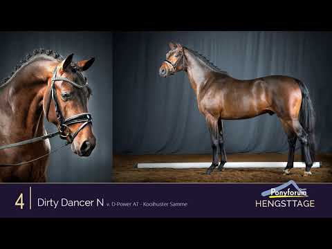 Ponyforum Hengsttage Nr. 4 DIRTY DANCER * 2018 v. D-Power AT