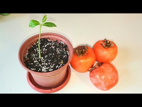 , title : 'كيفية زراعة بذور الكاكي أو الخرمة أو الخرمال الكاكي أو بيريسيمين _ How to grow Persimmon from seeds'