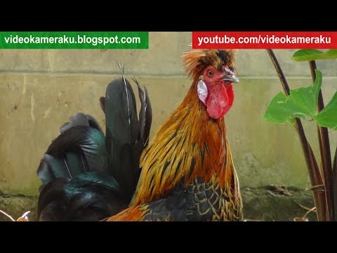 Rooster Crowing Sounds (ONE HOUR) - 04-03-2018 (HQ Audio)