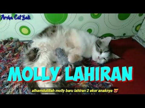 🐈MOLLY LAHIRAN😘😍