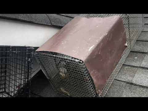 Setting Up Raccoon Retrieval Devices in Manasquan, NJ