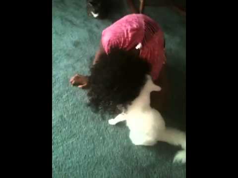 Dante attacks Marissa's hair