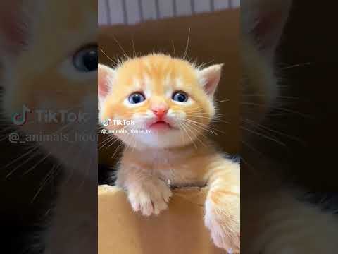 Cute cat maw maw#trek#viral#see#video