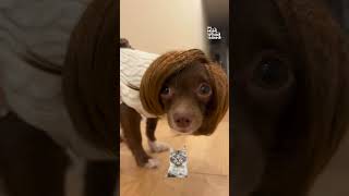 Miniature vidéo
