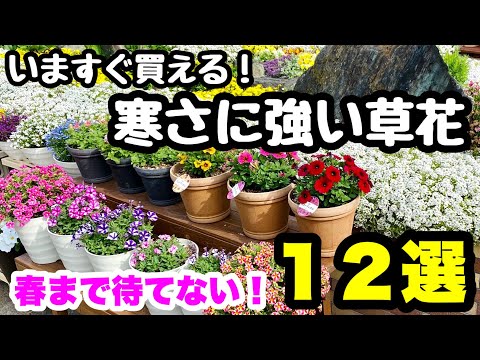 雪の庭の冬に咲くクリスマス クレマチスの花