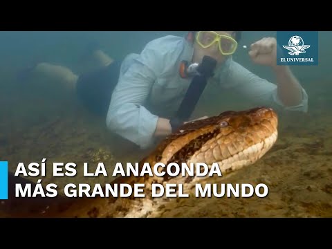 La Increíble Anaconda Más Grande y Pesada De Todo El Mundo