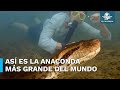Captan a la anaconda más grande del mundo en la selva amazónica
