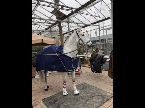 wedstrijd chardon 12 1 2020 Z2 Gaudi M1 Arie