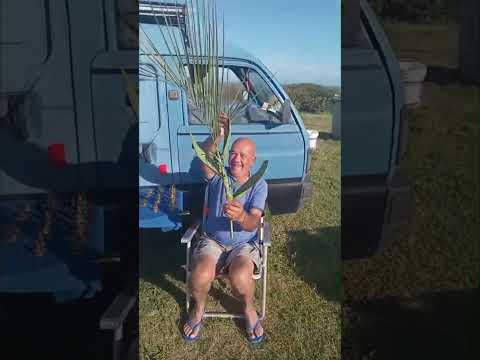 Desde Puimayen - Rocha