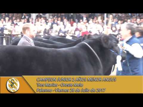 28-07-17 Jura Junior 2 Años Menor Angus - Palermo.