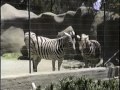 1990 San Diego Zoo