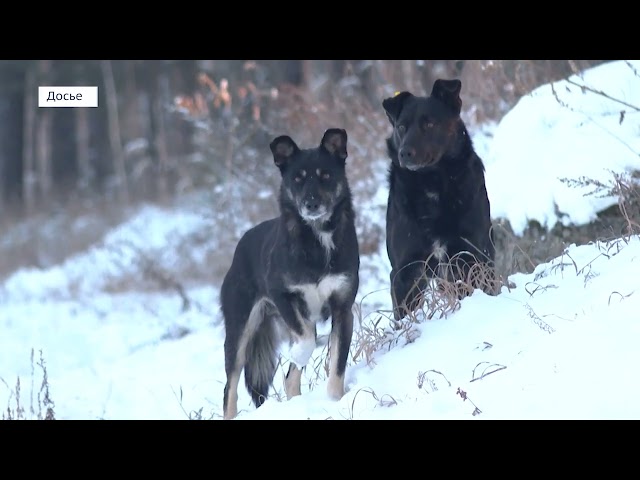 Стая собак напала на ребёнка в Иркутске