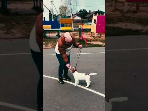 Perros Jack Russell Terrier en venta