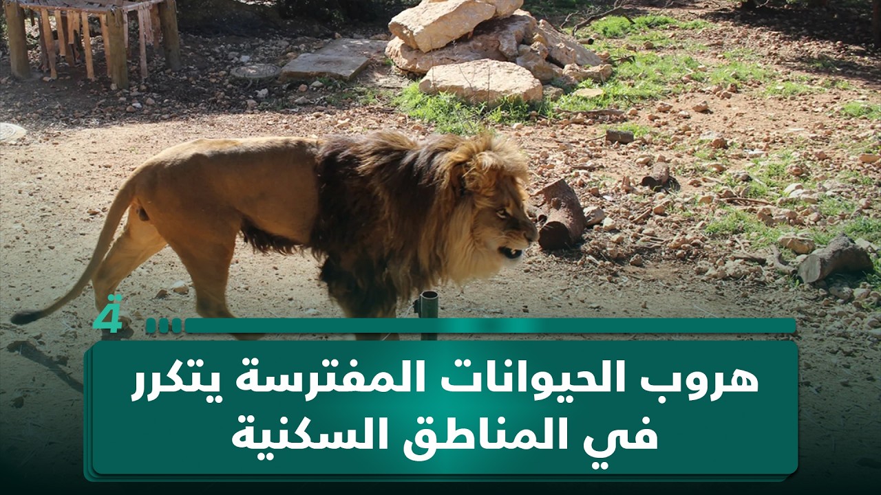 فيديو | الشرطة الرابعة بوجه جديد بعد إزالة التجاوزات.. هروب الحيوانات المفترسة يتكرر في المناطق السكنية