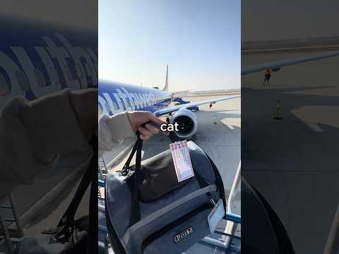 Flying My Cat Across The Country...