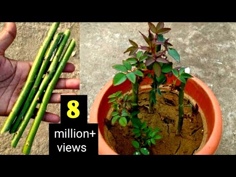 How to Grow Roses Using the Stem Cuttings