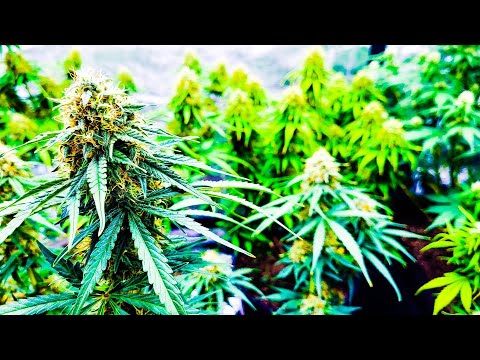 GROW GARAGE - week 9 from seed & OMG THE SMELLS ! w/MARSHYDRO fc-e4800