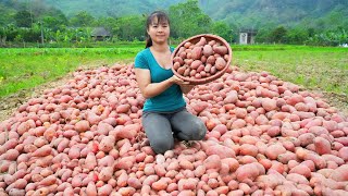 Harvesting Red Potatoes Goes To Countryside Market Sell - Animals Care | Phương Free Bushcraft