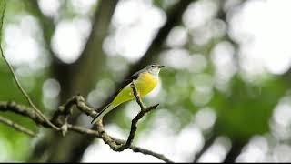 Download lagu KICUIT BATU burung kicau di alam liar mp3 Download lagu KICUIT BATU burung kicau di alam liar mp3