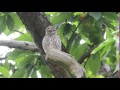 Little Owl Calling At Kensington Gardens On 25th June 2016