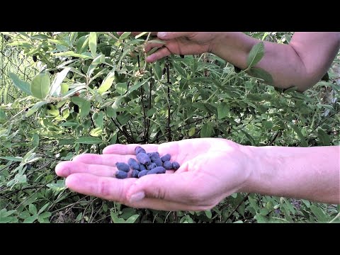 Sklízíme ZIMOLEZ (jarní borůvka) - pěstování, odrůdy, účinky na zdraví a rychlé zimolezové smoothie