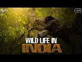 भारत का वन्यजीवन एक अलग नजरिये सें Indian Wi