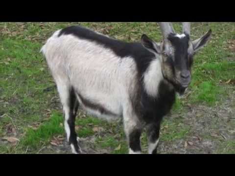 Τραγίλα κρητικό tranquila tragila