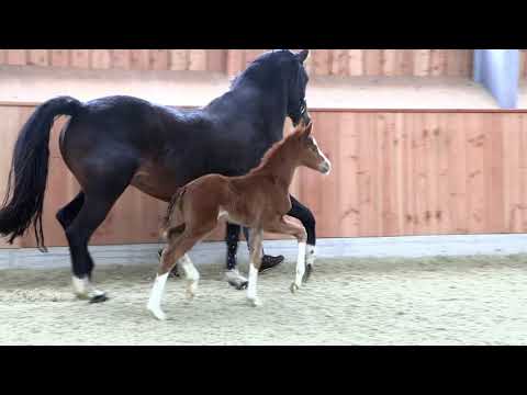 Hf v Sir Donnerhall   For Compliment   Rubinstein