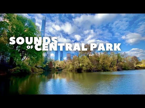 Sounds of CENTRAL PARK (New York City, USA) | 4K
