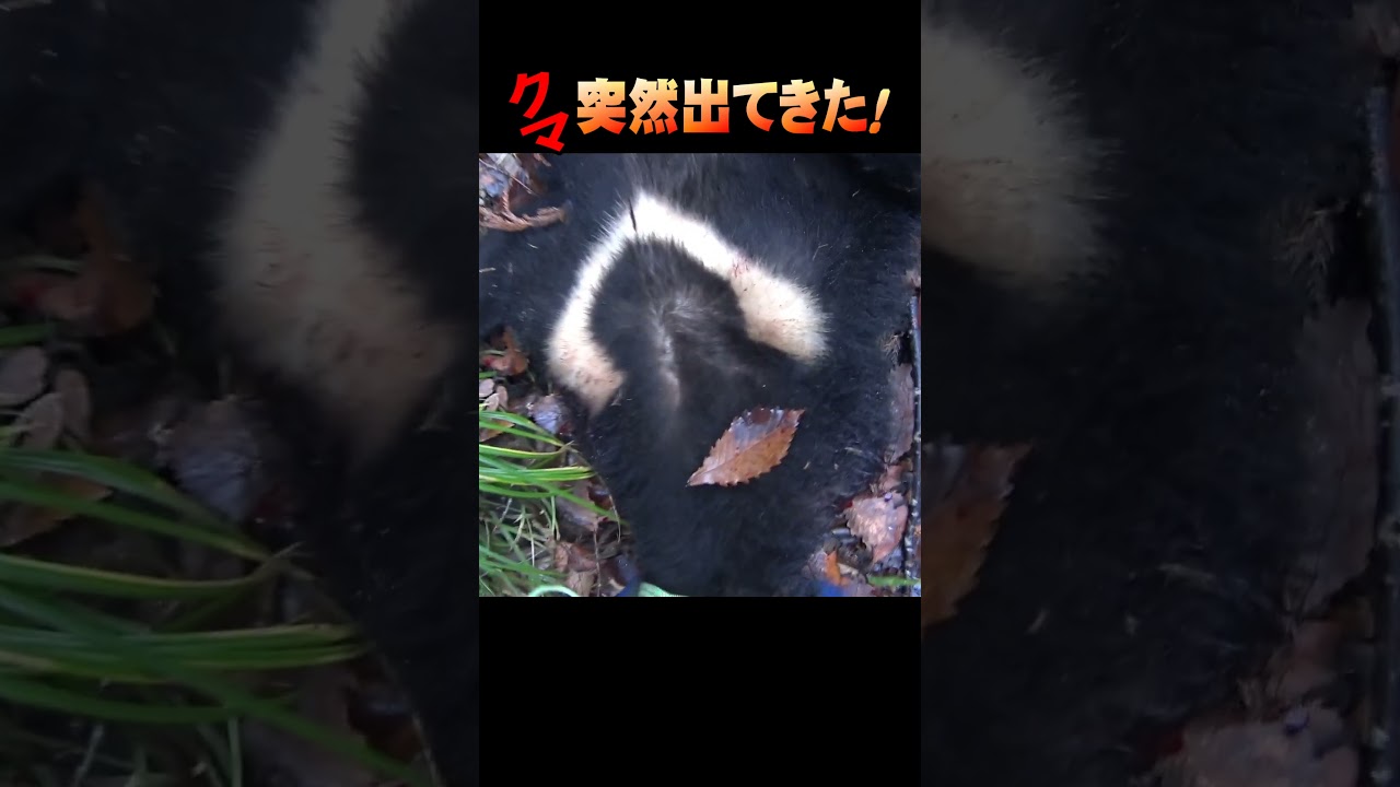 クマが突然出て来た！♯shorts