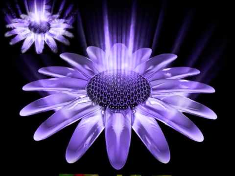 Nomadi - Il Fiore Nero.wmv