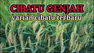 Download lagu PADI CIBATU GENJAH Varian Padi Cibatu Terbaru 2025 mp3 Download lagu PADI CIBATU GENJAH Varian Padi Cibatu Terbaru 2025 mp3