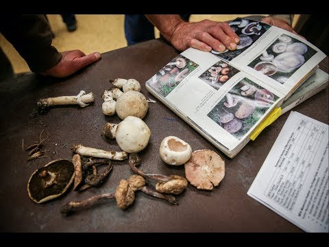 Mushroom foraging safety tips