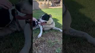 Video preview image #1 American Pit Bull Terrier-American Staffordshire Terrier Mix Puppy For Sale in phoenix, AZ, USA