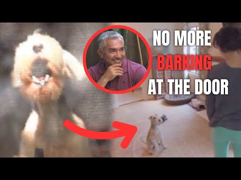 How to Stop Your Dog from Barking When the Doorbell Rings