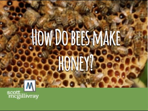 , title : 'How Do Bees Make Honey?