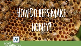 How Do Bees Make Honey?