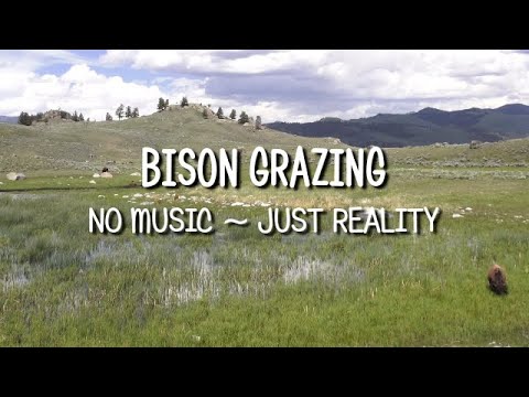 Slow TV - Relaxing Scene Bison Grazing at Yellowstone National Park USA (no MUSIC ~ just Reality)