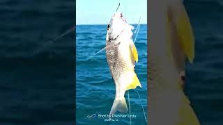 Download lagu Kemari Fishing 2022/ Day/Night Bottom Fishing/ Taru. mp3 Download lagu Kemari Fishing 2022/ Day/Night Bottom Fishing/ Taru. mp3