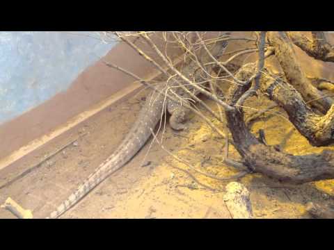 2012-09-23 Vivarium Darmstadt