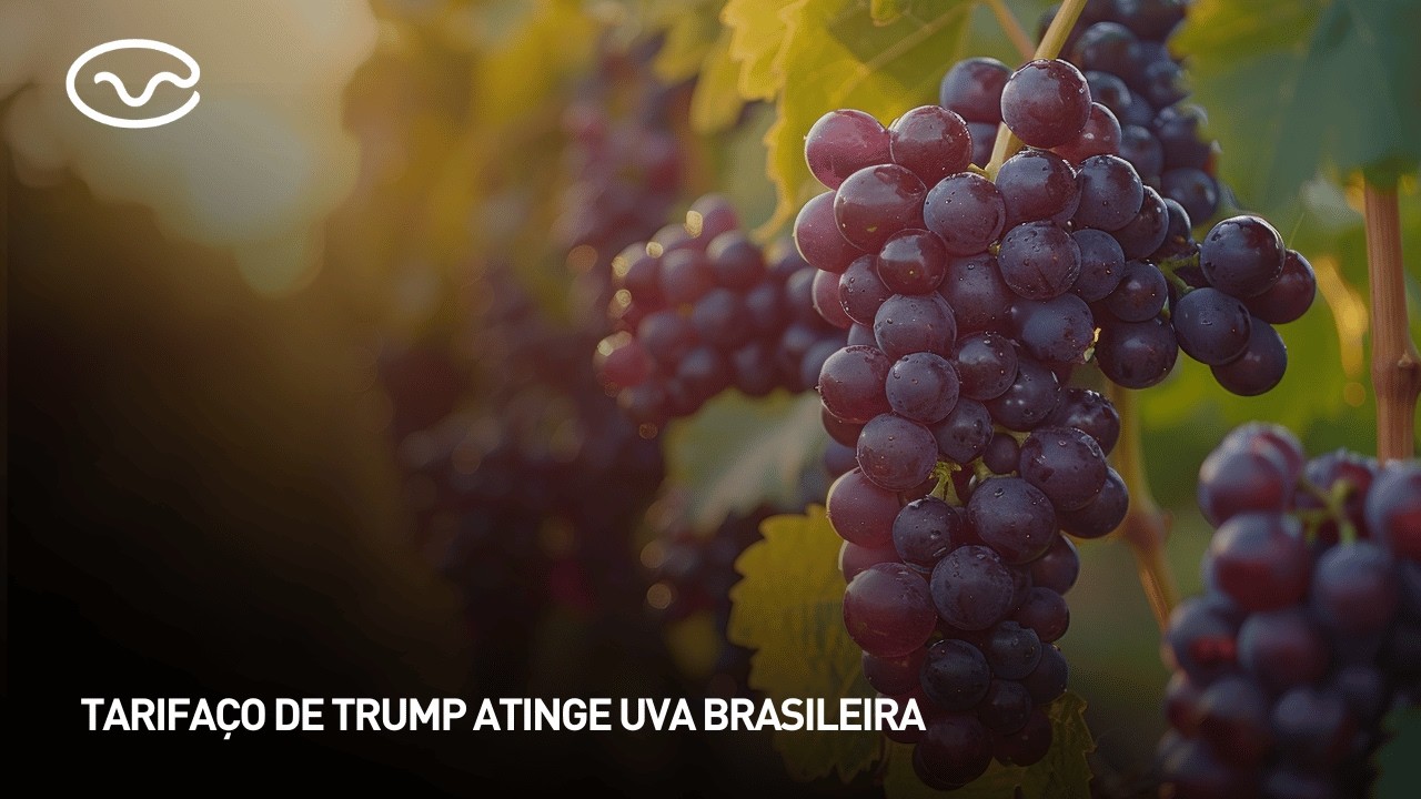 Tarifaço de Trump atinge uva brasileira