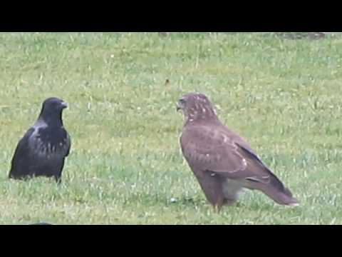 Der Bussard und die Kraehen