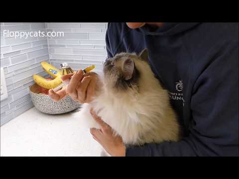 How to Give Your Cat Pumpkin to Stop Diarrhea in Cats