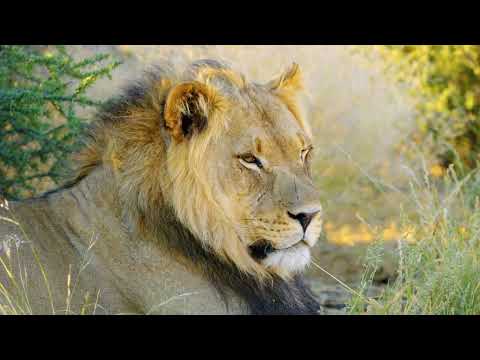 8K Wild Animals of Mabuasehube, Botswana   Amazing African Wildlife   Short Preview
