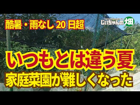 菜園に日陰を作るにはどうすればいいですか？この夏、野菜を守るための 5 つ以上の熱波対策のヒント  庭園