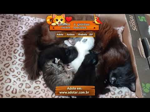 Vídeo de gatinhos e gatinhas recém nascidos