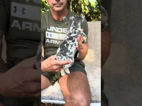 Video 1