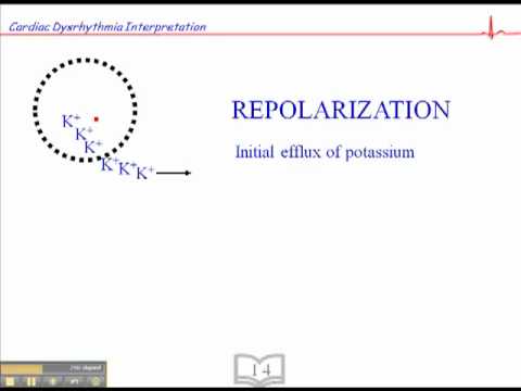 Cardiac Electrophysiology Part 2