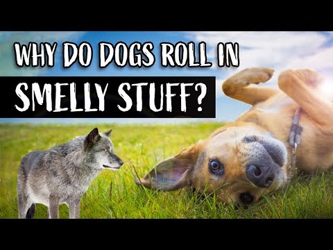 YouTube video about: Why does my dog roll on his treats?